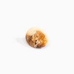 Dinosaur Designs Stone Ring in Light Horn Colour resin with Wide Fit