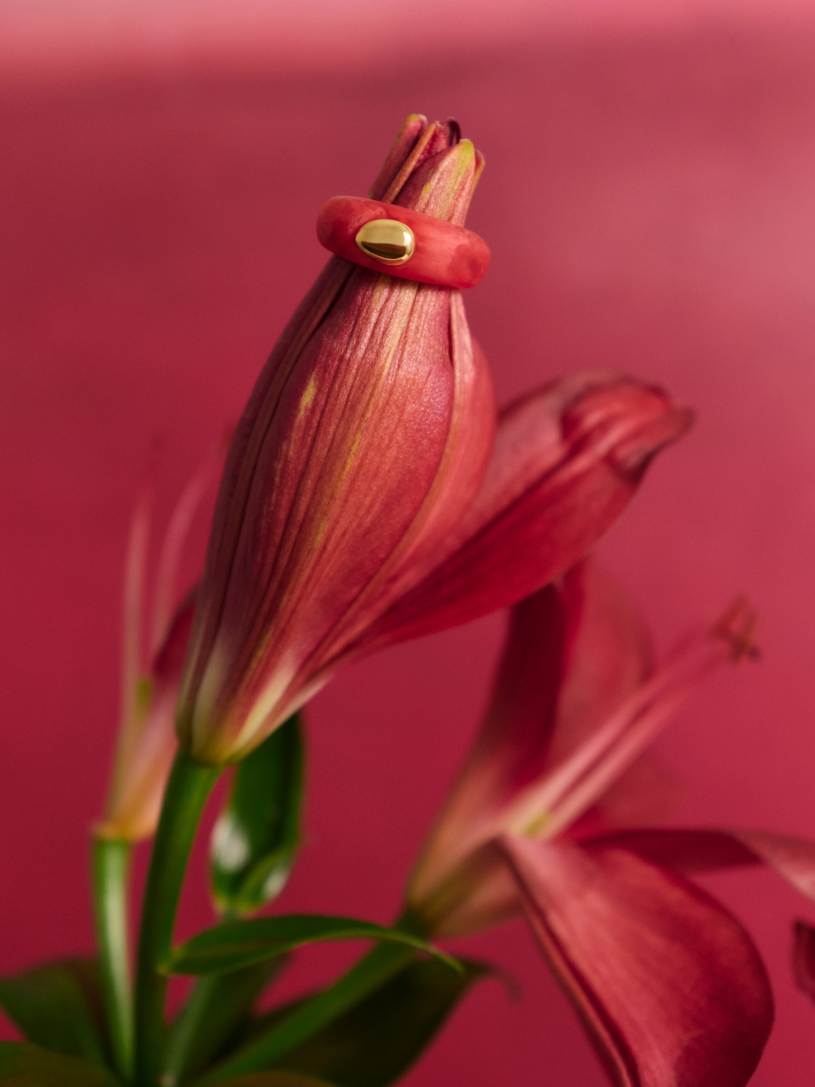 Close-up of a red flower with a pink and brass ring on a pink background